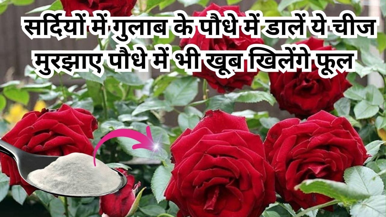 Gardening tips: सर्दियों में गुलाब के पौधे में 1 चम्मच डालें ये चीज, मुरझाए पौधे में भी खूब खिलेंगे फूल माली ने खुद इस्तेमाल करके दिखाया कमाल