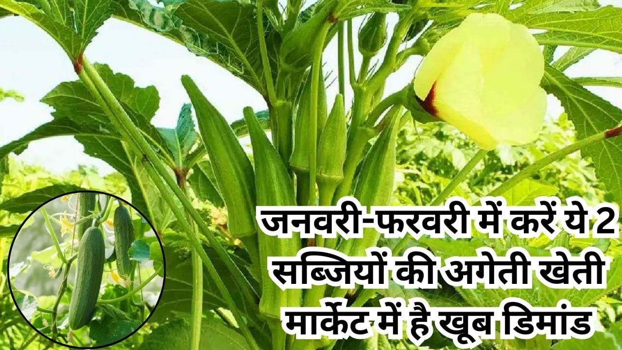 Agricultural Tips: जनवरी-फरवरी में करें ये 2 सब्जियों की अगेती खेती, मार्केट में है खूब डिमांड बंपर उत्पादन के साथ हो जाएंगे मालामाल