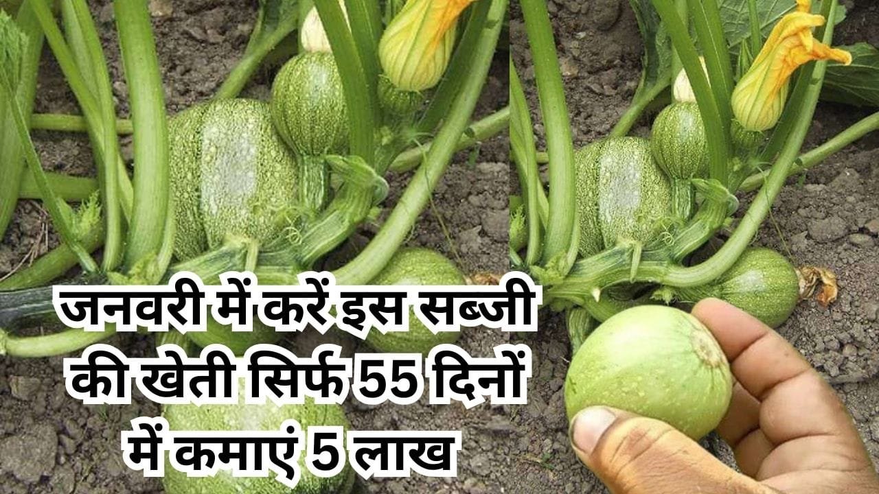 जनवरी के महीने में करें इस सब्जी की खेती, सिर्फ 55 दिनों में एक हेक्टेयर से कमाएं 5 लाख रूपए मार्केट में है खूब डिमांड, जाने नाम