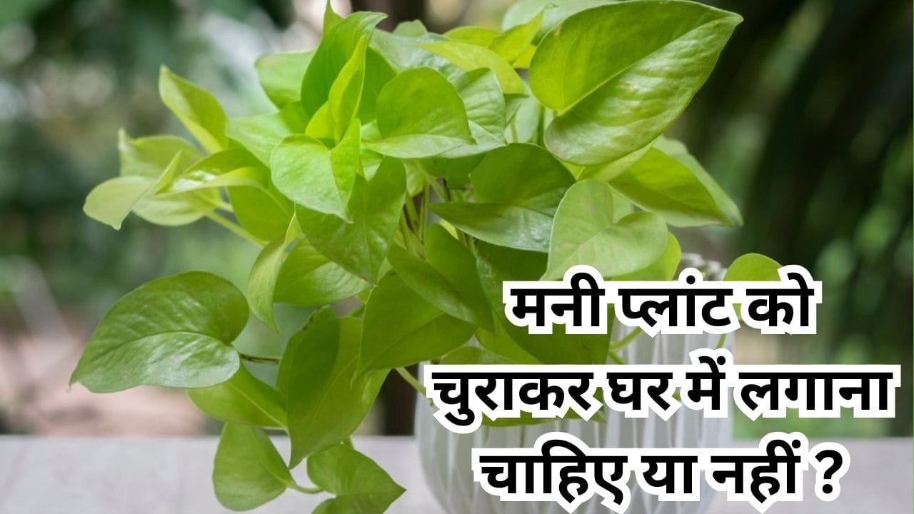 मनी प्लांट को चुराकर घर में लगाना चाहिए या नहीं! क्या देखने मिलेंगे परिणाम, जाने क्या कहता है वास्तु शास्त्र