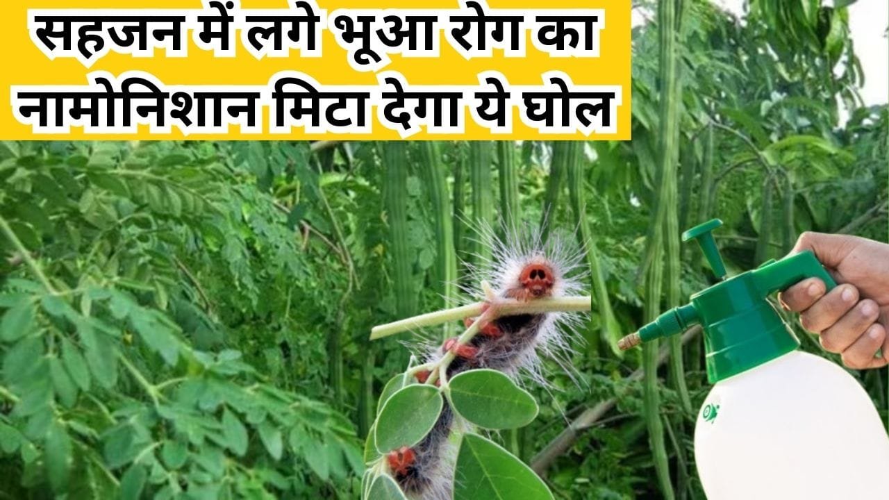 Agricultural Tips: सहजन में लगे भूआ रोग का नामोनिशान मिटा देगा ये घोल, आसपास भी नहीं भटकेंगे कीट उत्पादन में होगी बेशुमार वृद्धि