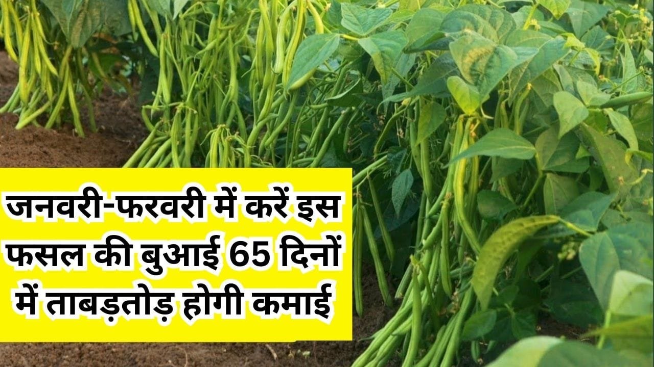 जनवरी-फरवरी में करें इस फसल की बुआई, 65 दिनों में ताबड़तोड़ होगी कमाई 1 एकड़ में होगा बंपर उत्पादन, जाने बुआई का बेस्ट तरीका