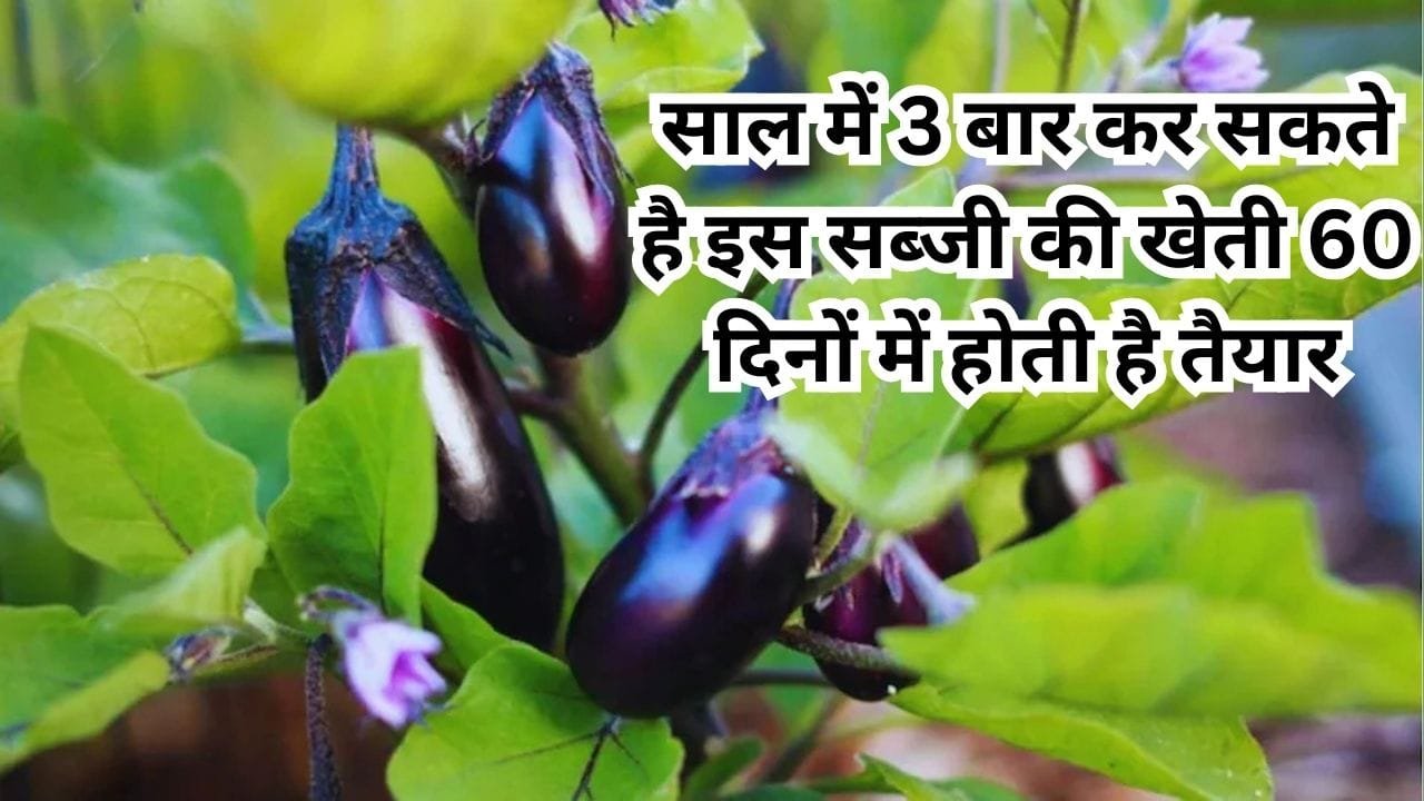पूरे साल में 3 बार कर सकते है इस सब्जी की खेती, सिर्फ 60 दिनों में होती है तैयार बाजार में है खूब डिमांड, जाने बुआई का तरीका