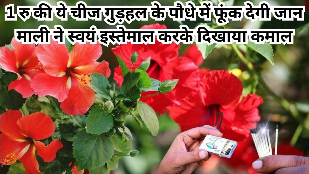 Gardening tips: सिर्फ 1 रूपए की ये चीज गुड़हल के पौधे में फूंक देगी जान, माली ने स्वयं इस्तेमाल करके दिखाया कमाल फूलों लद जाएगी हर डाल