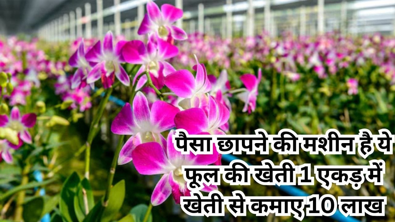 पैसा छापने की मशीन है ये फूल की खेती, विदेशों में भी है खूब डिमांड एक एकड़ में खेती से कमाए 10 लाख, जाने नाम और काम