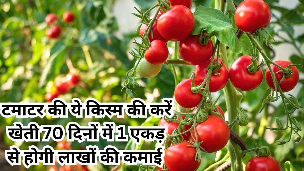 टमाटर की इस किस्म की करें खेती, 70 दिनों में एक एकड़ से होगी लाखों की कमाई बंपर उत्पादन देख उड़ जाएंगे होश, जाने नाम