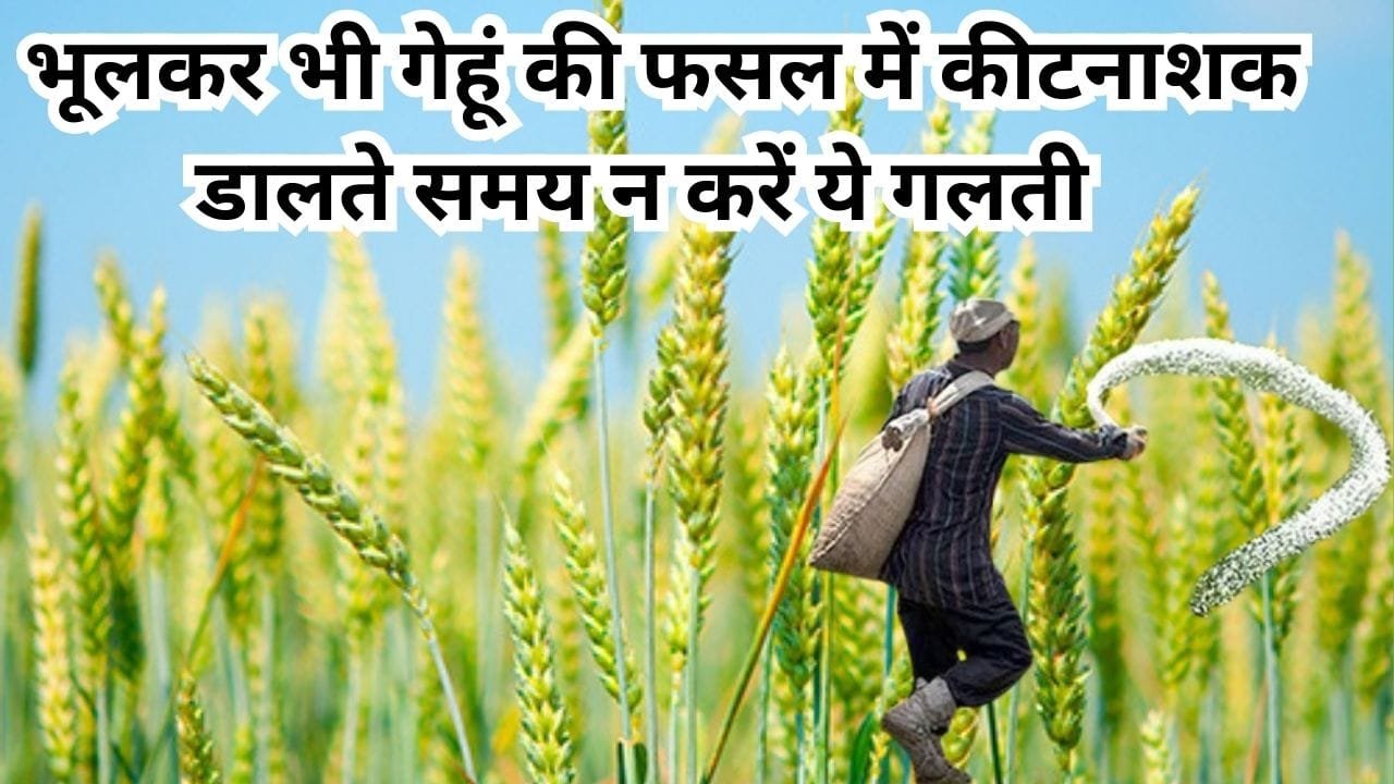 Agricultural Tips: भूलकर भी गेहूं की फसल में कीटनाशक डालते समय न करें ये गलती, नहीं तो बंपर उत्पादन में आ जाएगी भारी गिरावट हो जाएंगे कंगाल