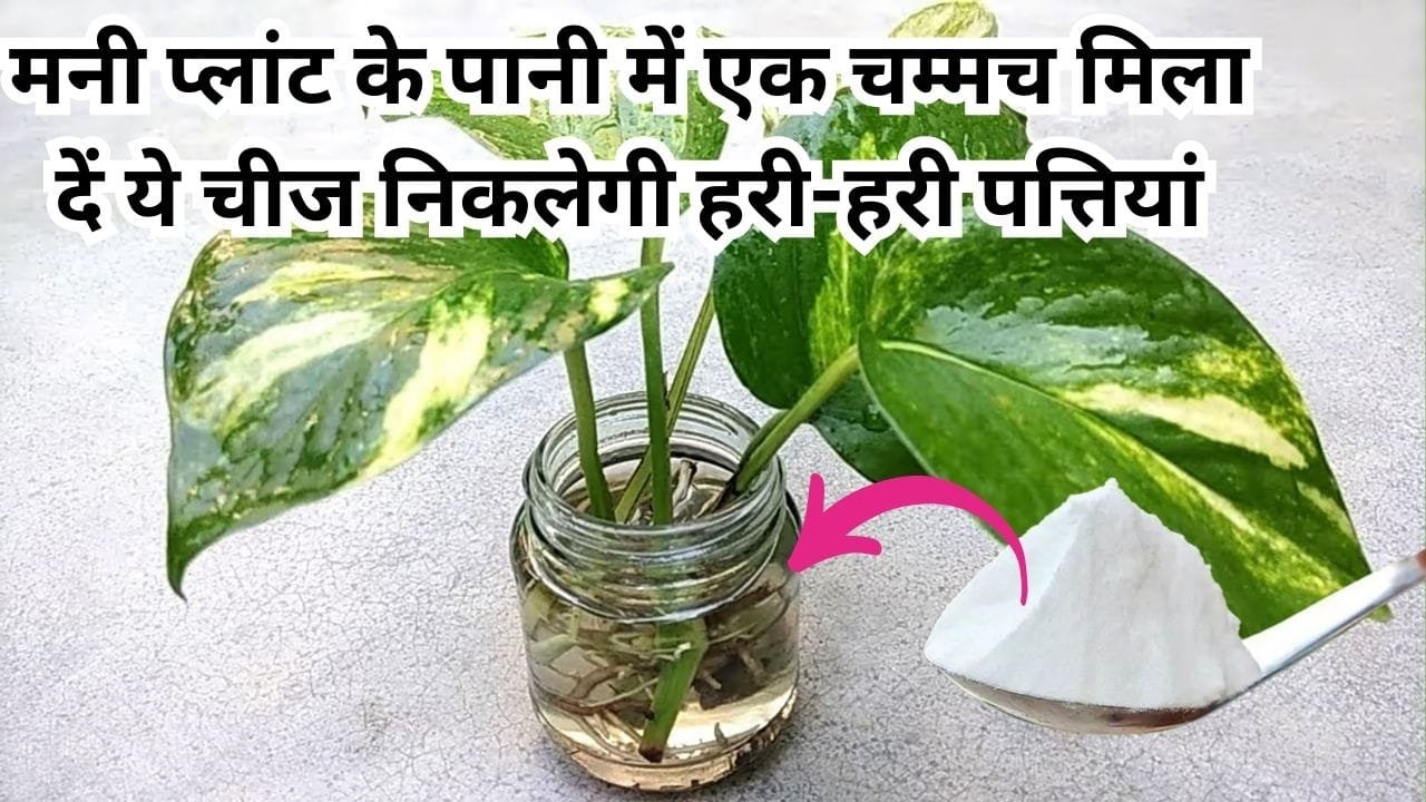Gardening Tips: मनी प्लांट के पानी में एक चम्मच मिला दें ये चमत्कारी चीज, निकलेगी हरी-हरी पत्तियां दोगुना तेजी से बढ़ेगी बेल, जाने नाम