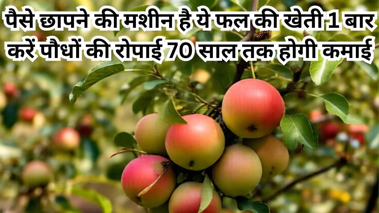 पैसे छापने की मशीन है ये फल की खेती, बंजर जमीन में भी कर सकते है पौधों की रोपाई, 70 साल तक होगी तगड़ी कमाई, जाने नाम