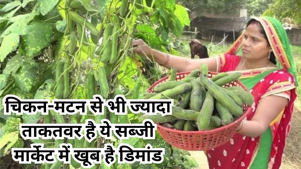 चिकन-मटन से भी ज्यादा ताकतवर है ये सब्जी, मार्केट में खूब है डिमांड खेती से हो जाएंगे मालामाल, जाने नाम