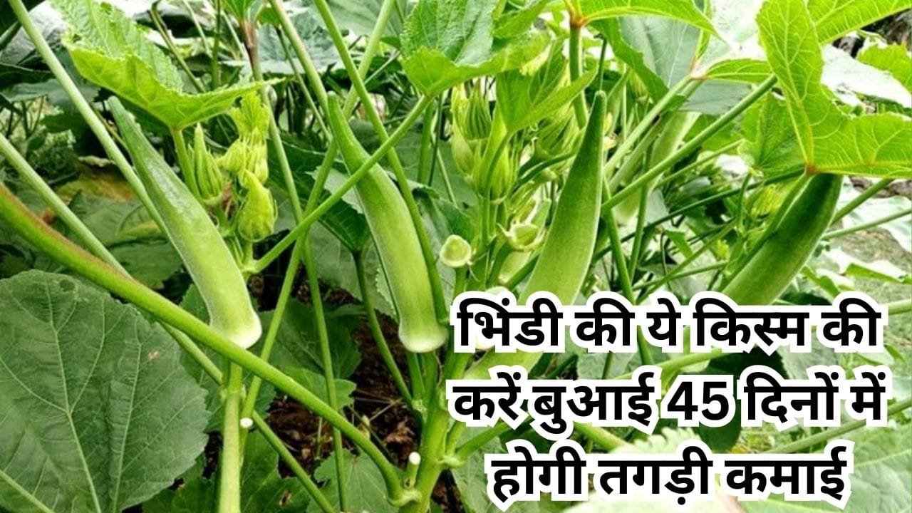 आलू की खुदाई के बाद खेत में करें भिंडी की ये किस्म की बुआई, 45 दिनों में होगी तगड़ी कमाई, जाने नाम