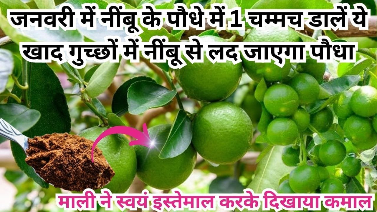 Gardening Tips: जनवरी में नींबू के पौधे में 1 चम्मच डालें ये खाद, गुच्छों में नींबू से लद जाएगा पौधा माली ने स्वयं इस्तेमाल करके दिखाया कमाल