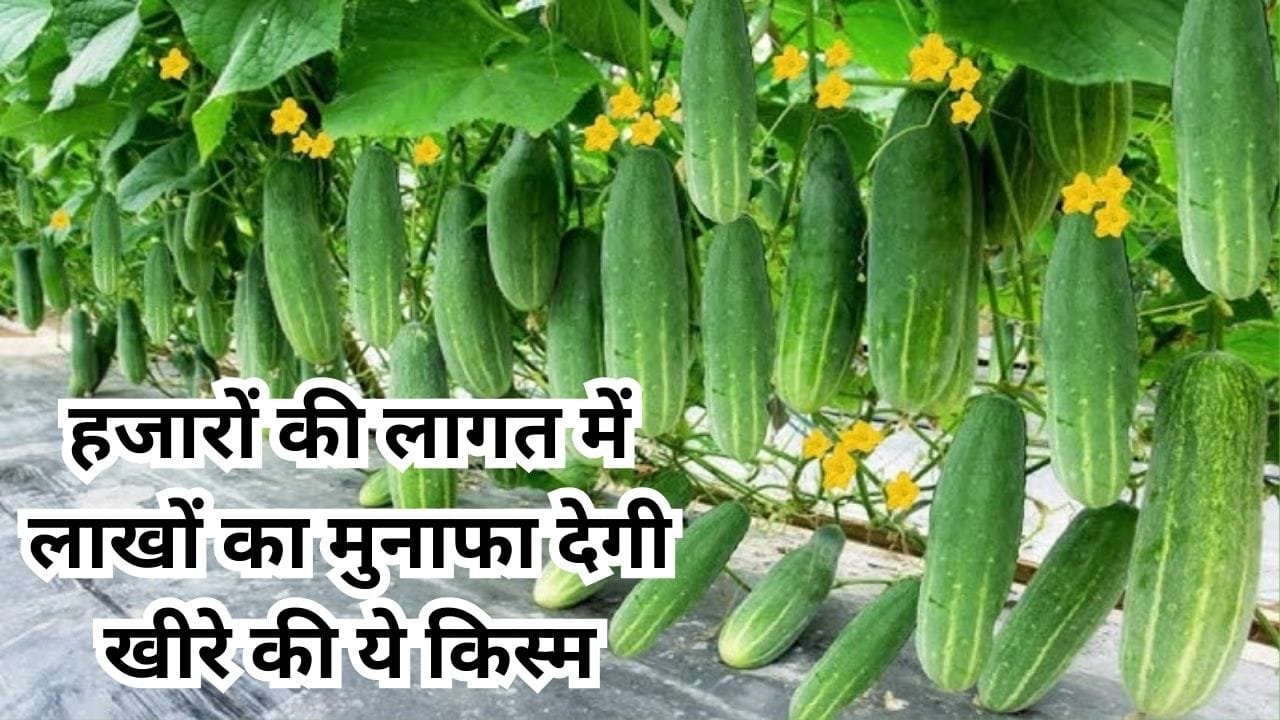 हजारों की लागत में लाखों का मुनाफा देगी खीरे की ये किस्म, 1 एकड़ में खेती से होगा बंपर उत्पादन, जाने बुआई का बेस्ट तरीका