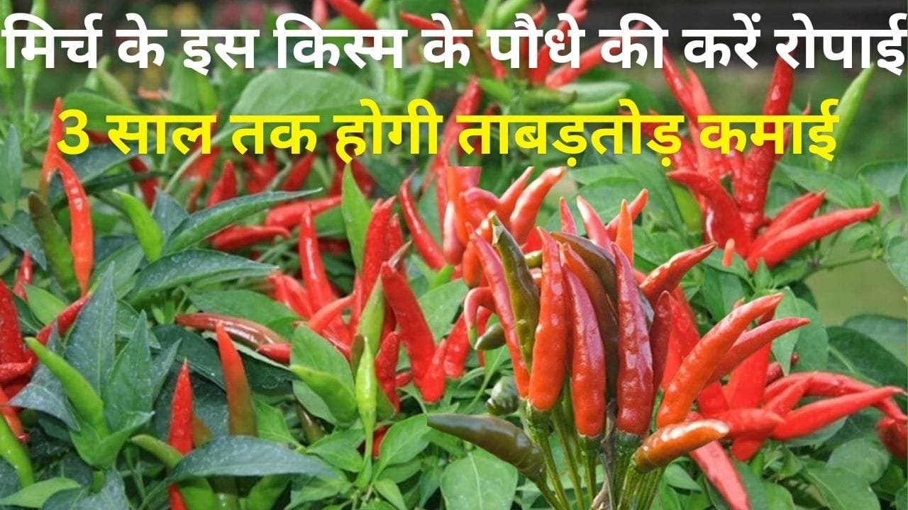 मिर्च के इस किस्म के पौधे की करें रोपाई, 3 साल तक होगी ताबड़तोड़ कमाई कर्ल वायरस रोग के भी है प्रति प्रतिरोधी, जाने नाम