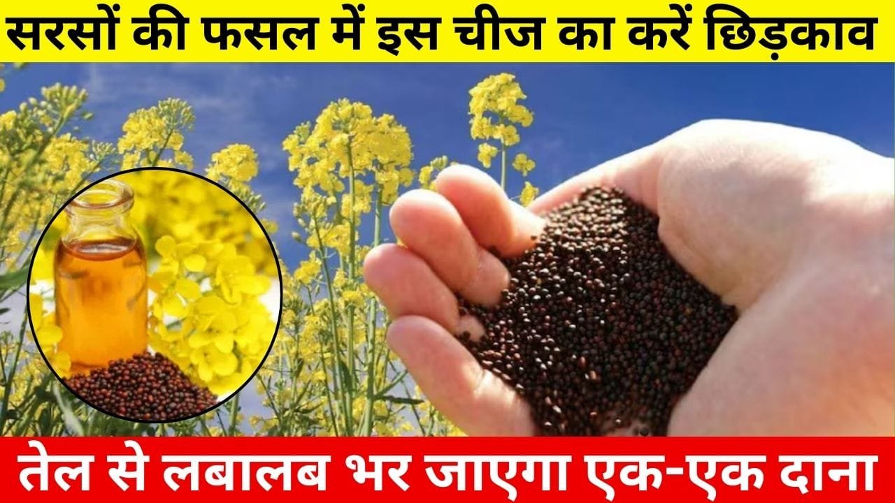 Agricultural Tips: सरसों की फसल में इस चमत्कारी चीज का ऐसे करें छिड़काव, तेल से लबालब भर जाएगा एक-एक दाना उत्पादन भी होगा बंपर