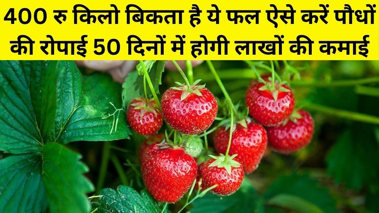 400 रूपए किलो बिकता है ये फल, ऐसे करें पौधों की रोपाई 50 दिनों में शुरू होगी लाखों की कमाई मार्केट में है खूब डिमांड, जाने नाम