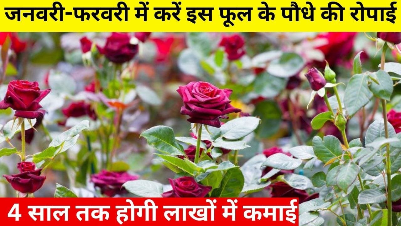 जनवरी-फरवरी में करें इस फूल के पौधे की रोपाई, 4 साल तक लगातार होगी लाखों में कमाई एक एकड़ खेती से सालाना कमाएं 6 लाख, जाने नाम