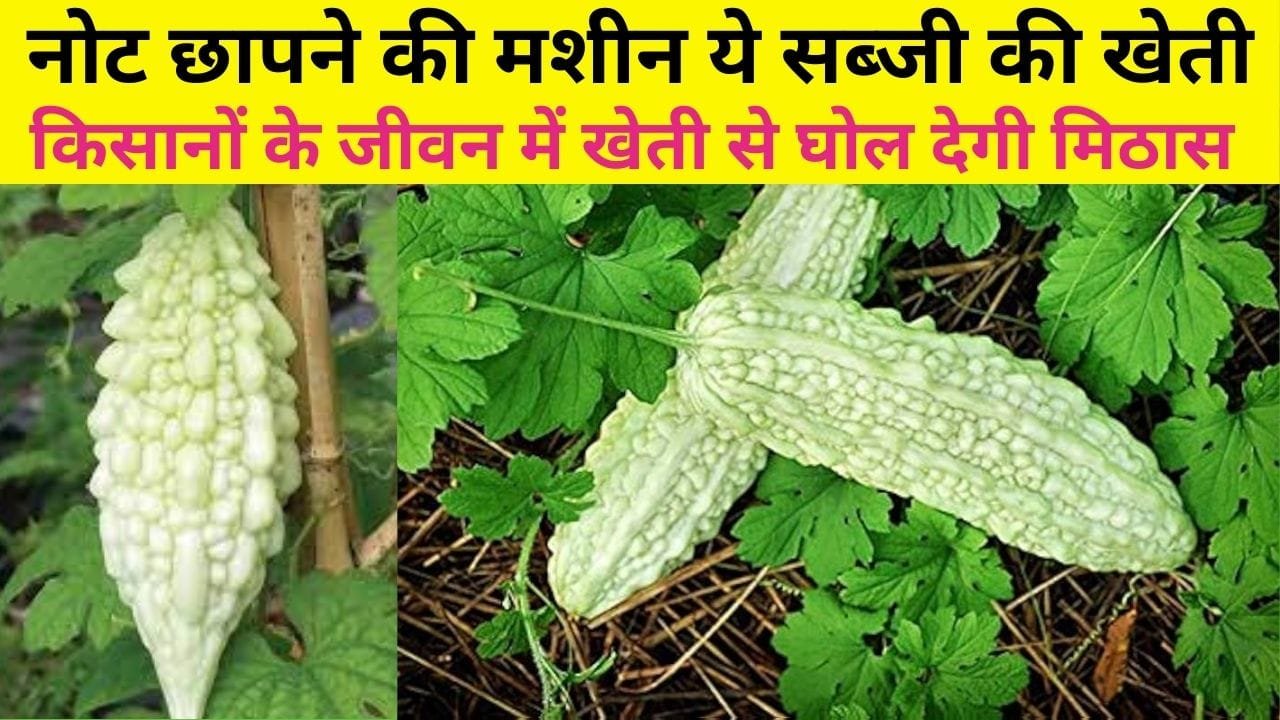 नोट छापने की मशीन ये सब्जी की खेती, किसानों के जीवन में खेती से घोल देगी मिठास मार्केट में है खूब डिमांड, जाने नाम
