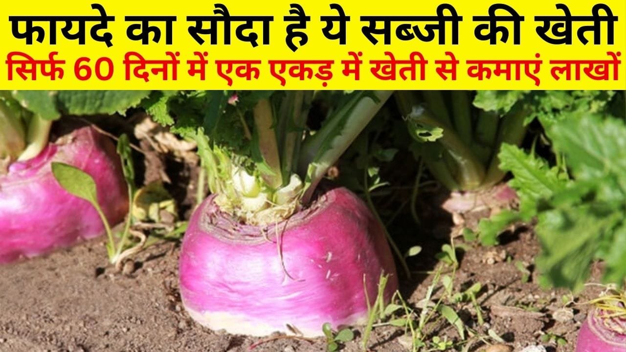 किसानों के लिए फायदे का सौदा है ये सब्जी की खेती, सिर्फ 60 दिनों में एक एकड़ में खेती से कमाएं लाखों रूपए, जाने नाम