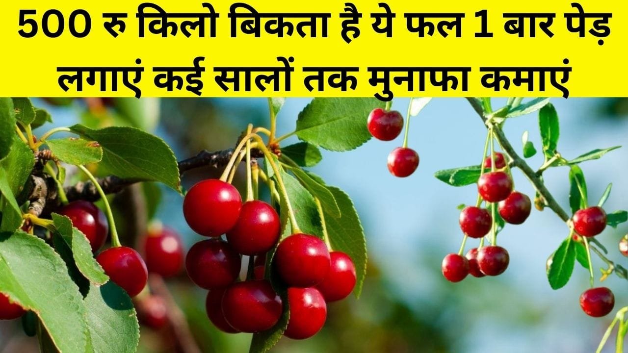 500 रूपए किलो बिकता है ये फल, एकबार पेड़ लगाएं कई सालों तक मुनाफा कमाएं एक एकड़ में खेती से हो जाएंगे मालामाल, जाने नाम