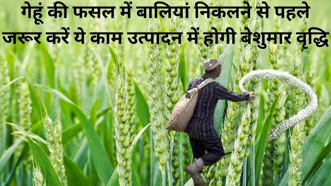 Agricultural Tips: गेहूं की फसल में बालियां निकलने से पहले जरूर करें ये काम, उत्पादन में होगी बेशुमार वृद्धि