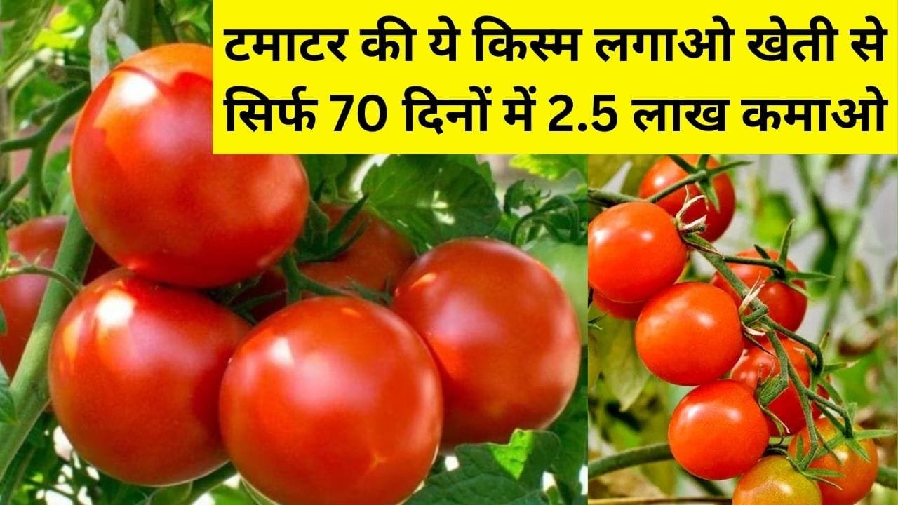 टमाटर की ये वैरायटी लगाओ एक एकड़ में खेती से सिर्फ 70 दिनों में 2.5 लाख कमाओ मिलेगा बंपर उत्पादन, जाने नाम