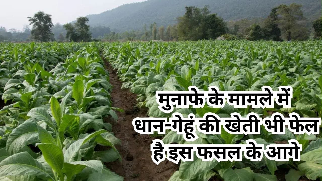 मुनाफे के मामले में धान-गेहूं की खेती भी फेल है इस फसल के आगे, सिर्फ 3 महीने में एक एकड़ से कमाएं 3 लाख, जाने नाम