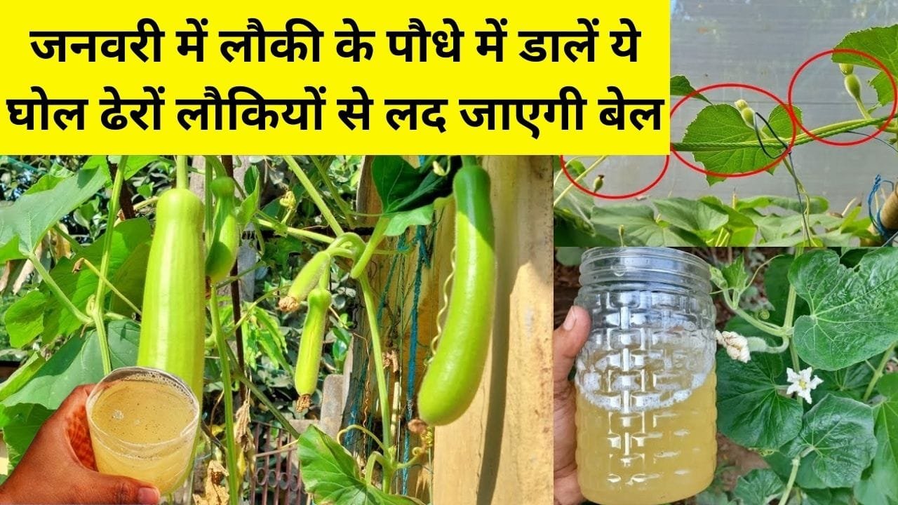 Gardening Tips: जनवरी में लौकी के पौधे में डालें 1 कप ये घोल, अनगिनत लौकियों से लद जाएगी बेल एक भी फूल सड़ कर नीचे नहीं गिरेगा
