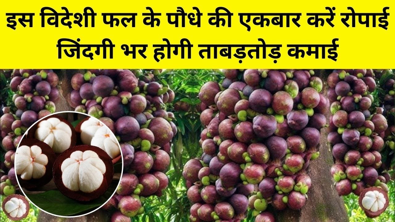 इस विदेशी फल के पौधे की एकबार करें रोपाई, जिंदगी भर होगी ताबड़तोड़ कमाई मार्केट में है खूब डिमांड, जाने नाम