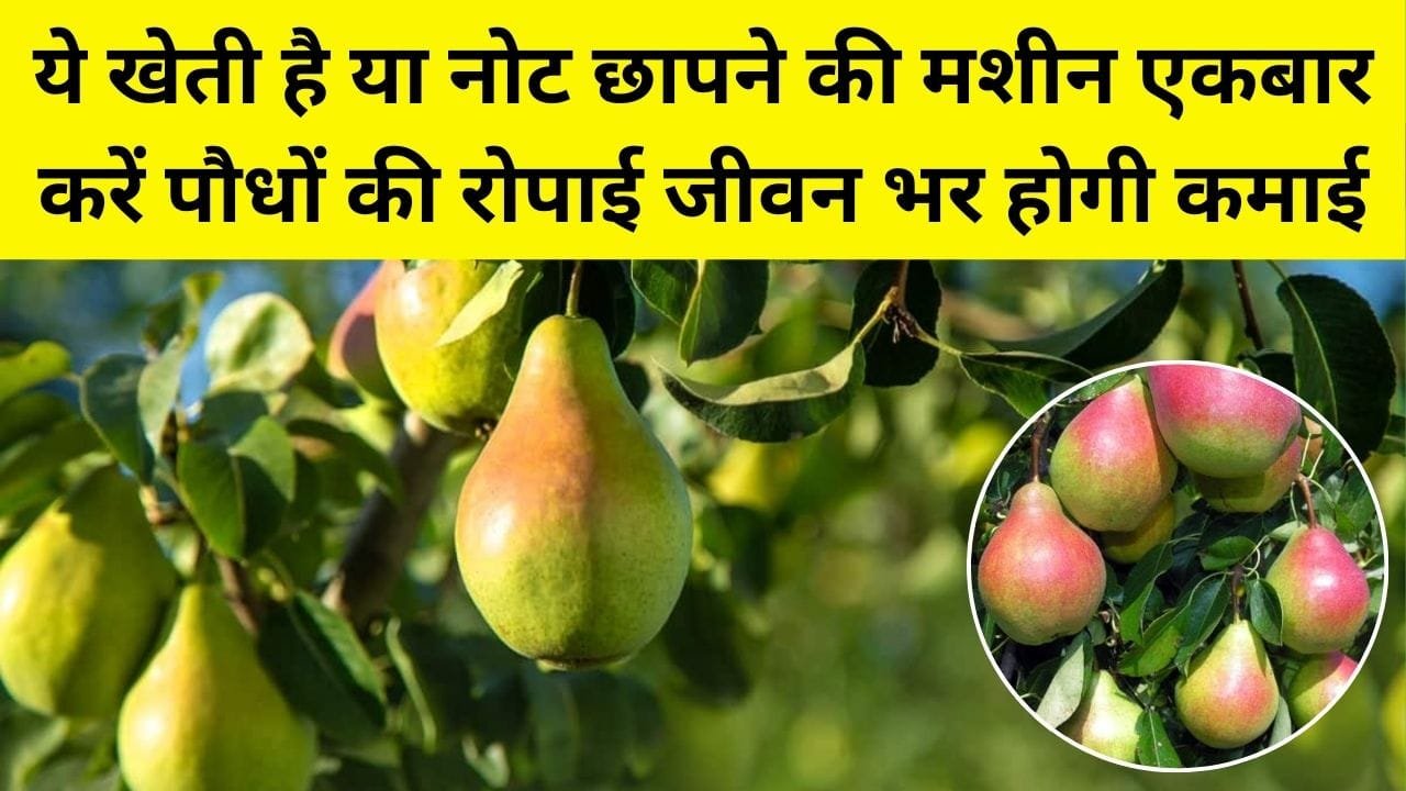 ये खेती है या नोट छापने की मशीन, एकबार करें पौधों की रोपाई जीवन भर होगी लाखों की कमाई मार्केट में है खूब डिमांड, जाने नाम
