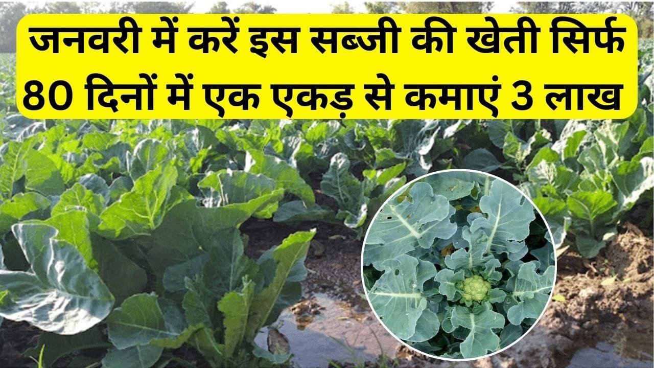 जनवरी के महीने में करें इस सब्जी की खेती, सिर्फ 80 दिनों में एक एकड़ से कमाएं 3 लाख रूपए, जाने बुआई का बेस्ट तरीका