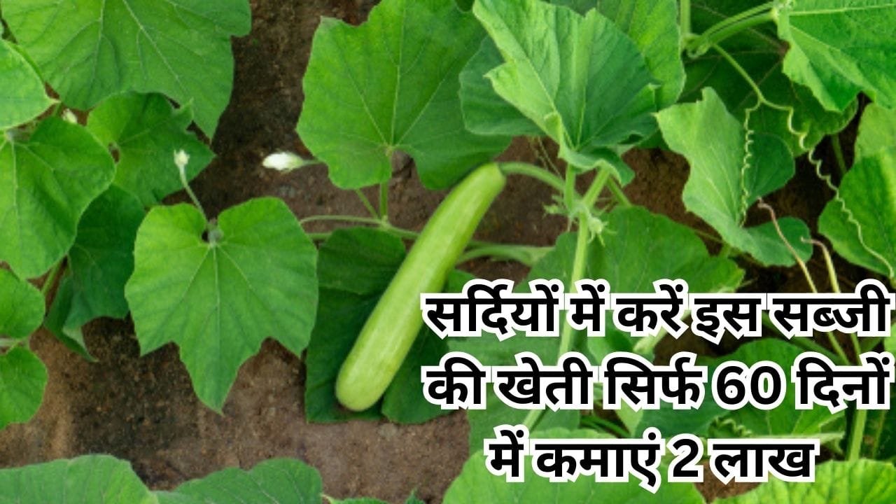 सर्दियों के मौसम में करें इस सब्जी की खेती, सिर्फ 60 दिनों में होगा 2 लाख रूपए का मुनाफा मार्केट में खूब डिमांड, जाने बुवाई का बेस्ट तरीका