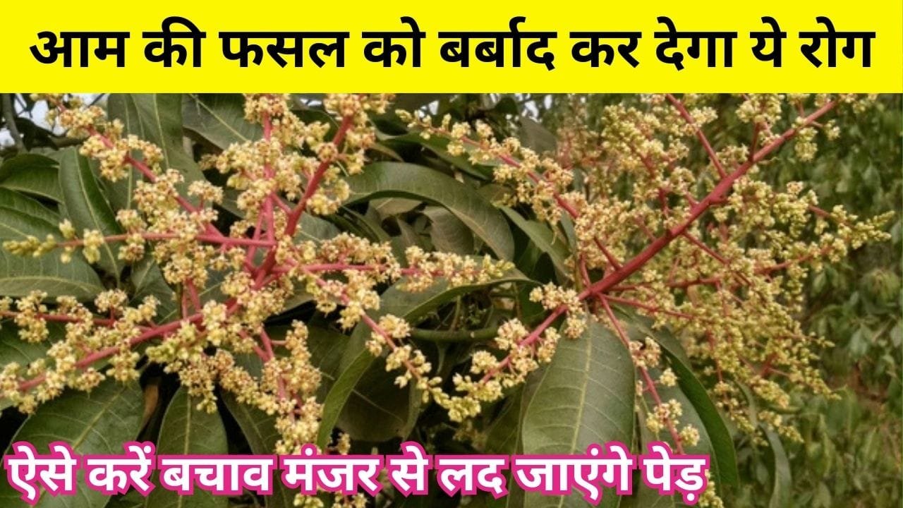 Agricultural Tips: आम की फसल को बर्बाद कर देगा ये रोग, ऐसे करें बचाव जड़ से खत्म होगा नामोनिशान मंजर से लद जाएंगे पेड़