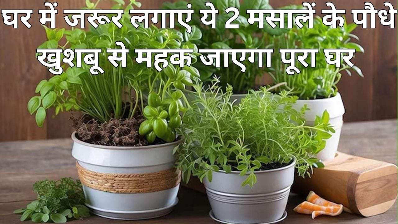 Gardening Tips: घर में जरूर लगाएं ये 2 मसालें के पौधे, खुशबू से महक जाएगा पूरा घर पैसों की भी होगी बचत, जाने नाम
