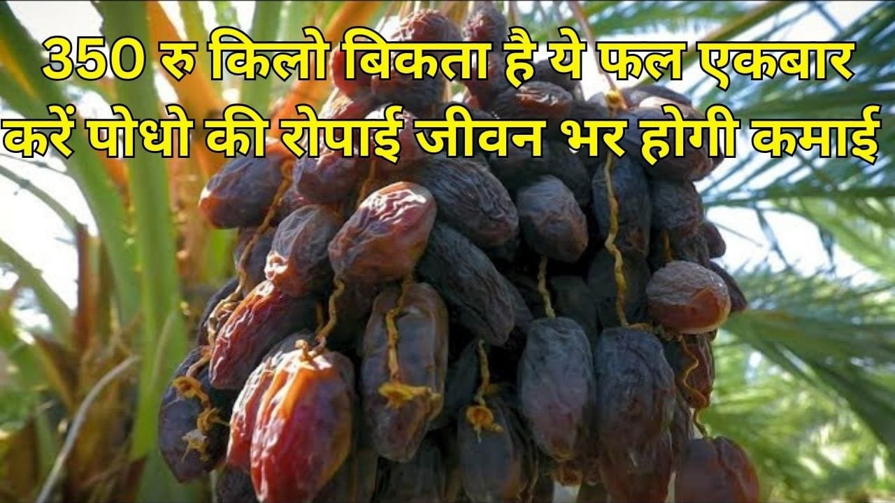 350 रूपए किलो बिकता है ये फल, रेतीली जमीन में भी हो जाएगी खेती एकबार करें पोधो की रोपाई जीवन भर होगी कमाई, जाने नाम