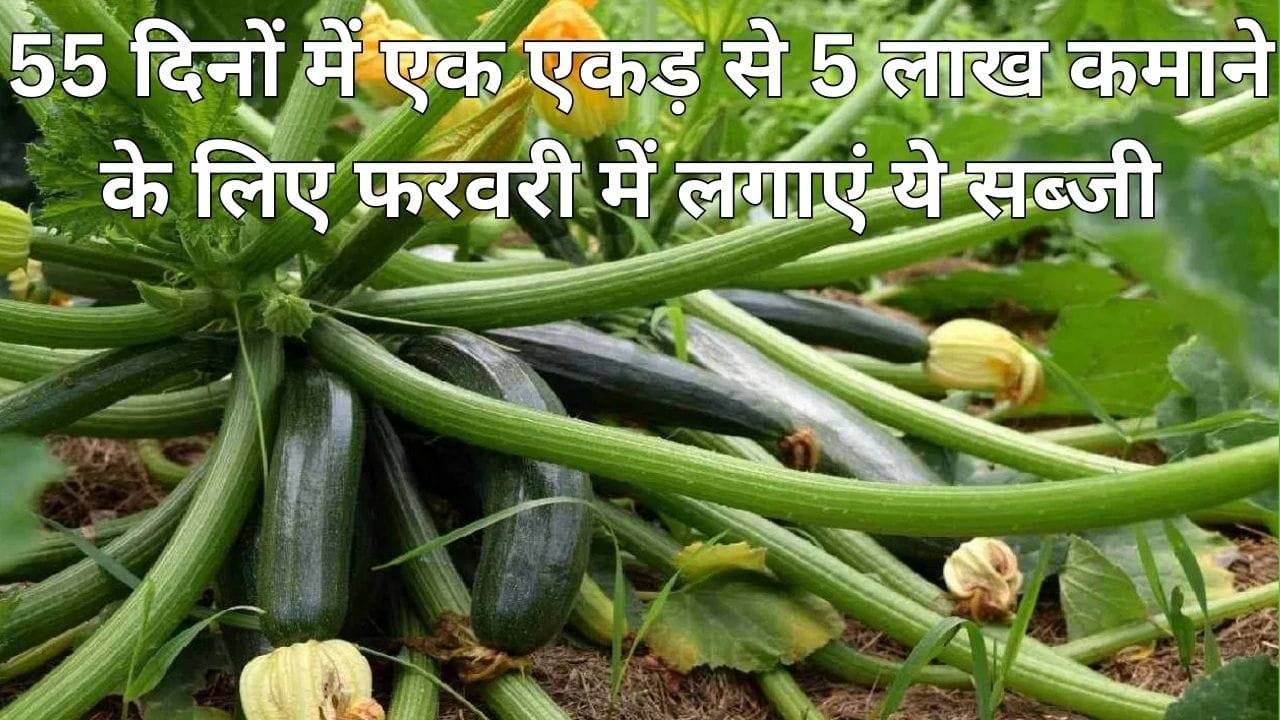 55 दिनों में एक एकड़ से 5 लाख कमाने के लिए फरवरी में लगाएं ये सब्जी, मार्केट में है खूब डिमांड, जाने नाम