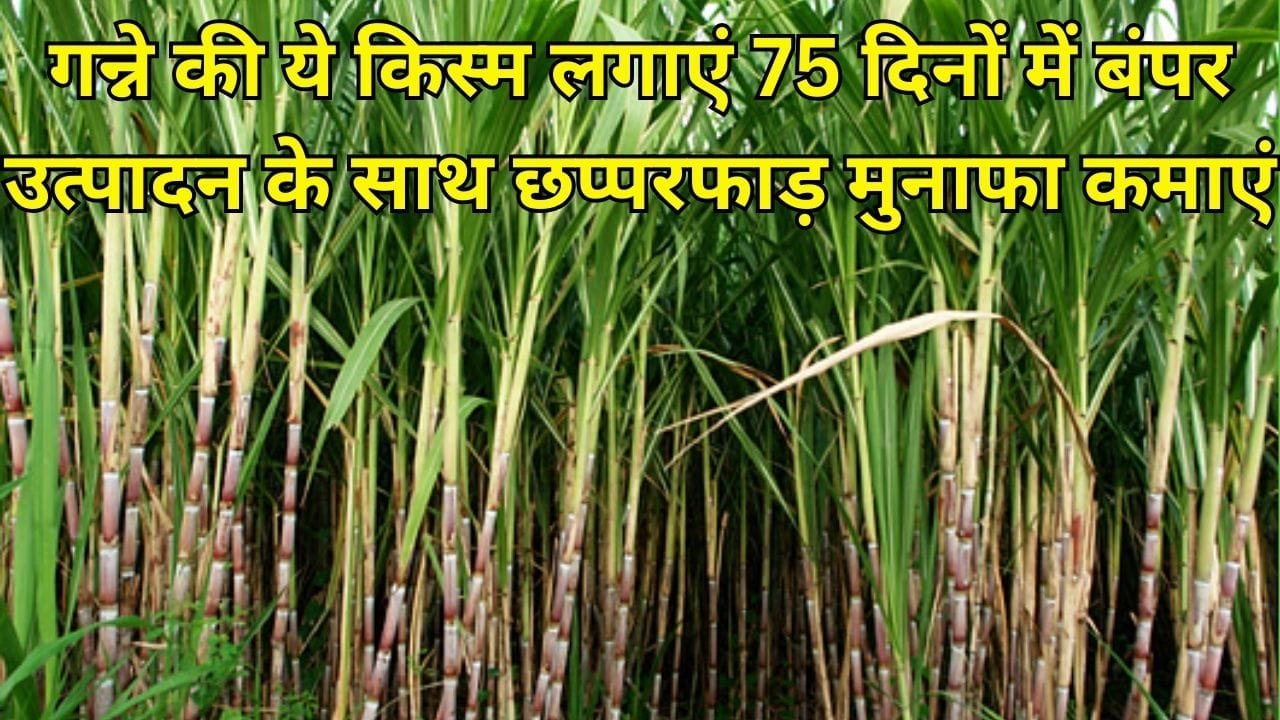 गन्ने की ये किस्म लगाएं, 75 दिनों में बंपर उत्पादन के साथ छप्परफाड़ मुनाफा कमाएं, जाने बसंत ऋतु में बुवाई का तरीका