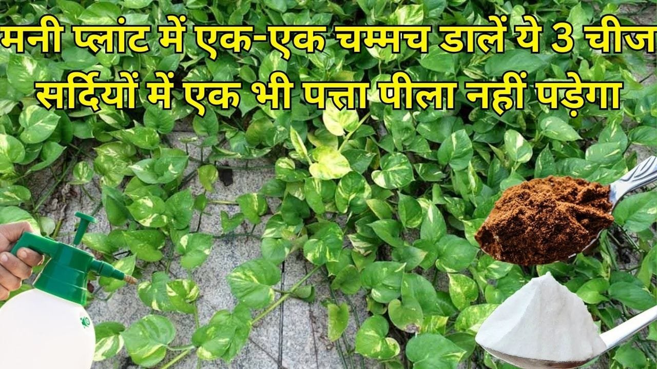 Gardening tips: मनी प्लांट में एक-एक चम्मच डालें ये 3 चीज, सर्दियों में एक भी पत्ता पीला नहीं पड़ेगा दोगुना तेजी से होगी ग्रोथ, जाने नाम