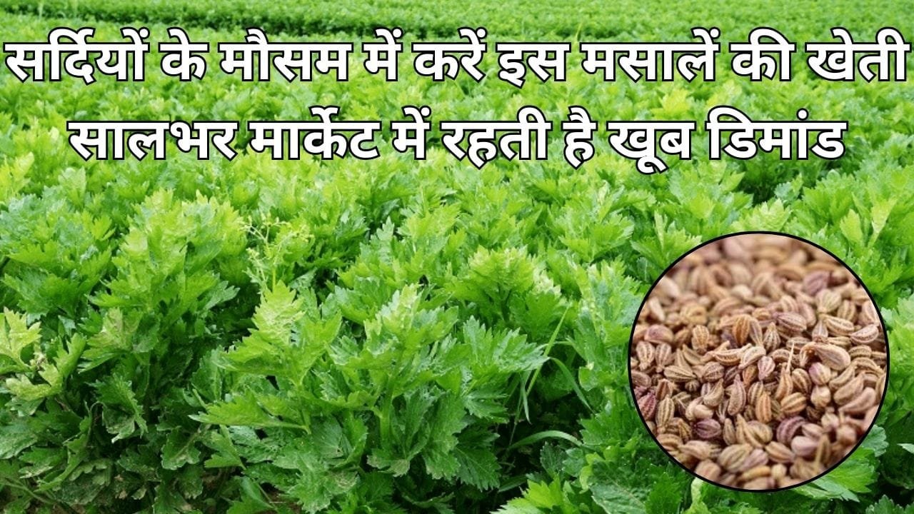 सर्दियों के मौसम में करें इस मसालें की खेती, सालभर मार्केट में रहती है खूब डिमांड खेती से किसान हो जाएंगे मालामाल, जाने नाम