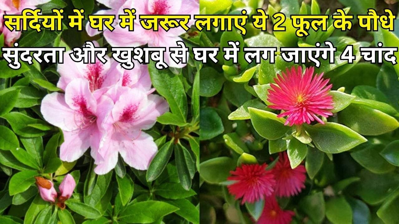 Gardening tips: सर्दियों में घर में जरूर लगाएं ये 2 फूल के पौधे, सुंदरता और खुशबू से घर में लग जाएंगे 4 चांद, जाने नाम