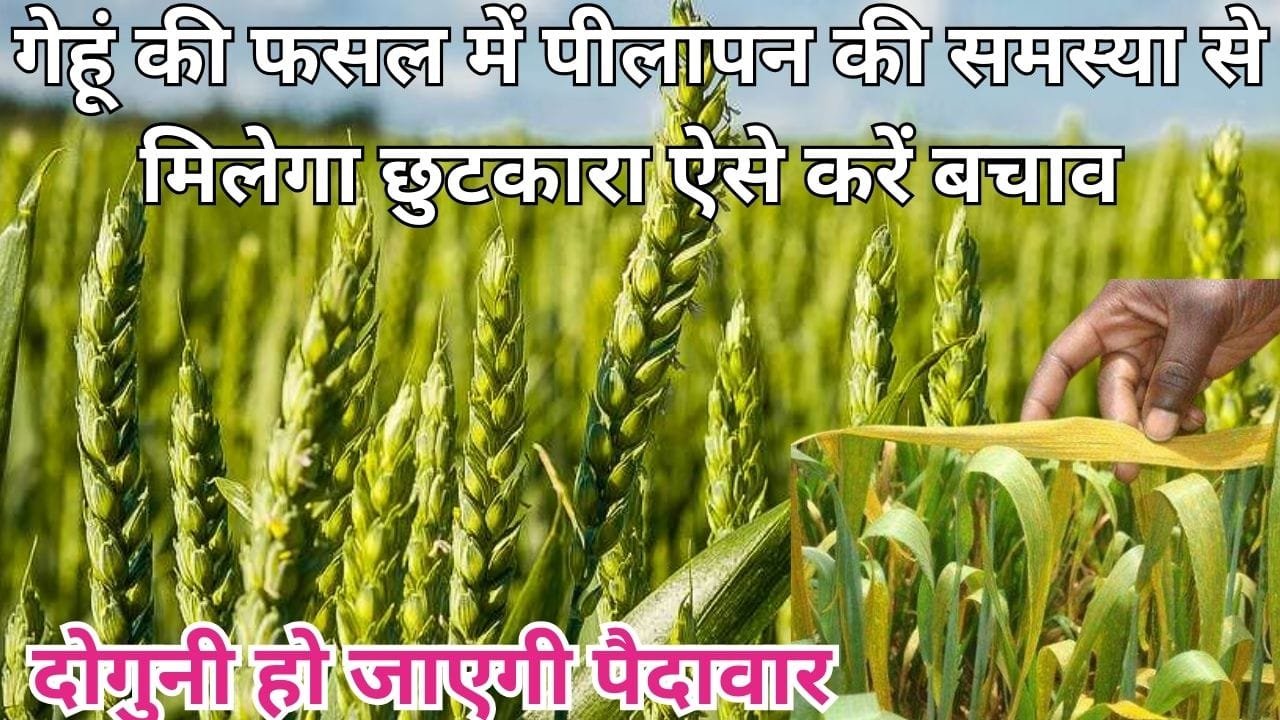 Agriculture tips: गेहूं की फसल में पीलापन की समस्या से मिलेगा छुटकारा, ऐसे करें बचाव दोगुनी हो जाएगी पैदावार, जाने तरीका