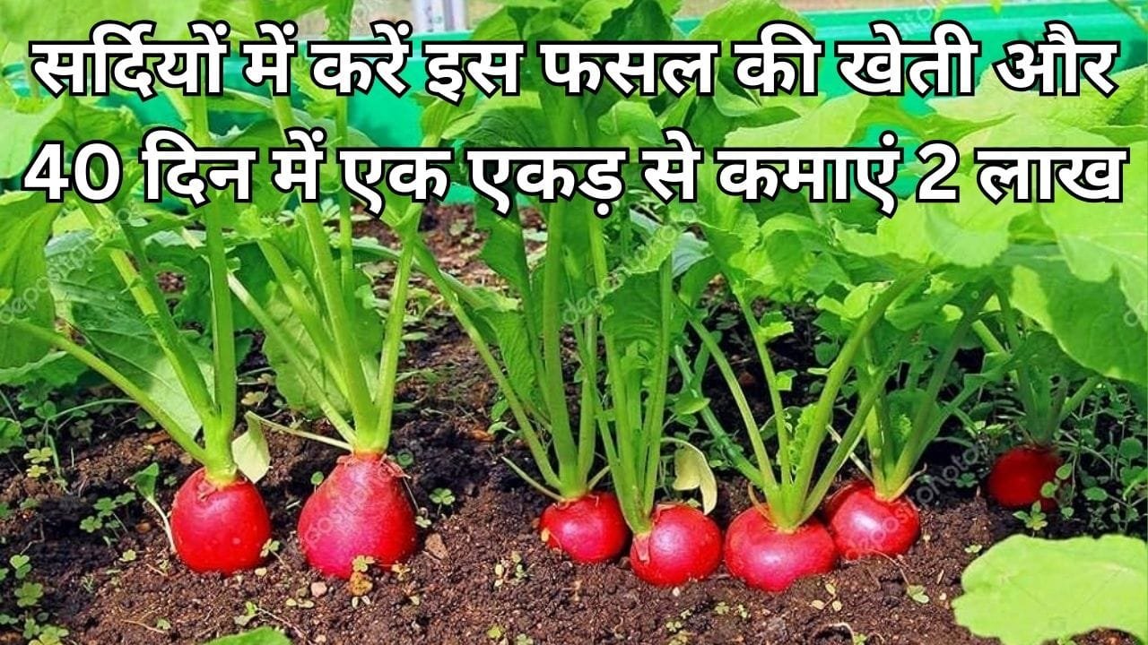 सर्दियों में करें इस फसल की खेती और 40 दिन में एक एकड़ से कमाएं 2 लाख, मार्केट में है खूब डिमांड, जाने नाम