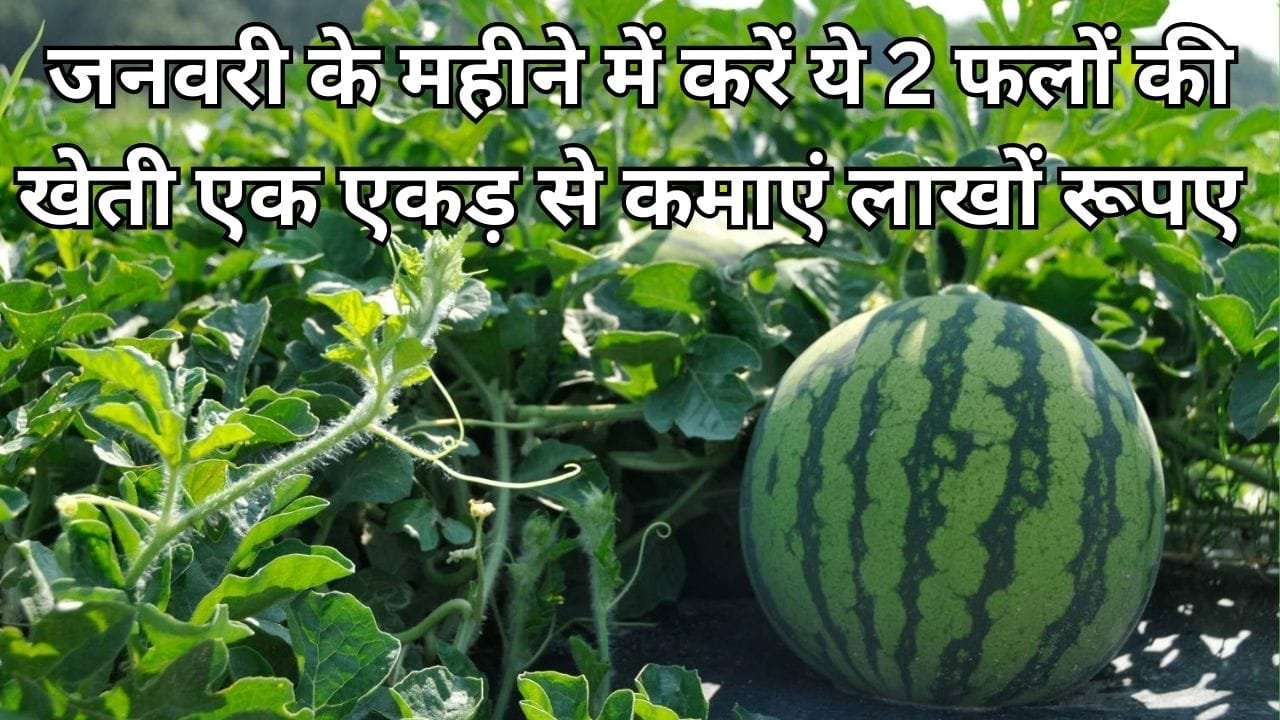 जनवरी के महीने में करें ये 2 फलों की खेती, एक एकड़ से कमाएं लाखों रूपए मार्केट में है खूब डिमांड, जाने बुवाई का बेस्ट तरीका