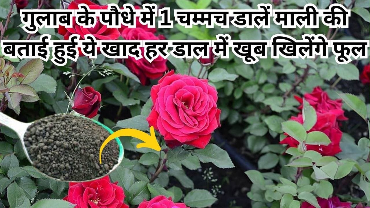 Gardening tips: गुलाब के पौधे में 1 चम्मच डालें माली की बताई हुई ये खाद, अनगिनत फूलों से भर जाएगा बाग हर डाल में खूब खिलेंगे फूल, जाने नाम