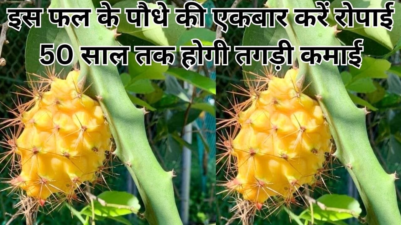 इस फल के पौधे की एकबार करें रोपाई, 50 साल तक होगी तगड़ी कमाई, मार्केट में बिकता है 400 रूपए किलो, जाने नाम