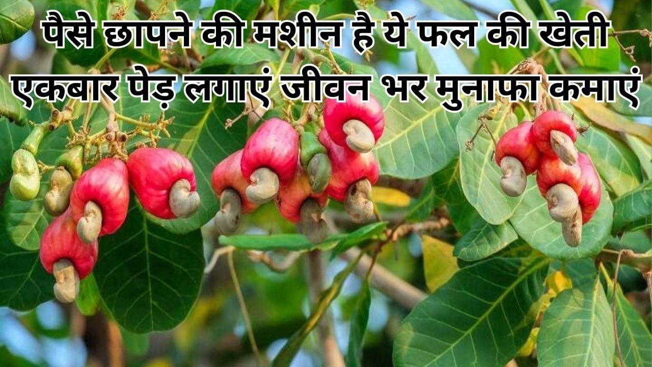 पैसे छापने की मशीन है ये फल की खेती, एकबार पेड़ लगाएं जीवन भर मुनाफा कमाएं 1 एकड़ में होगी बंपर पैदावार, जाने रोपाई का बेस्ट तरीका