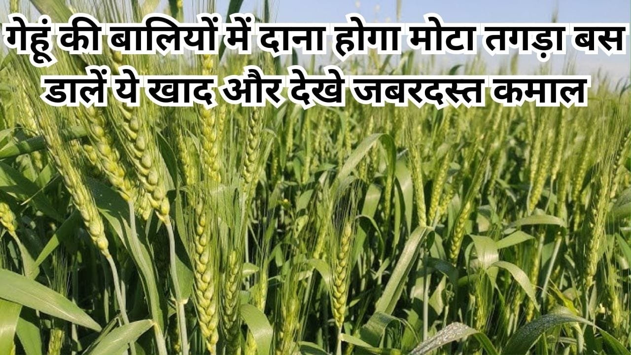 Agriculture tips: गेहूं की बालियों में दाना होगा चमकदार मोटा तगड़ा, बस डालें ये खाद और देखे जबरदस्त कमाल बंपर उत्पादन के भर जाएंगे भंडार