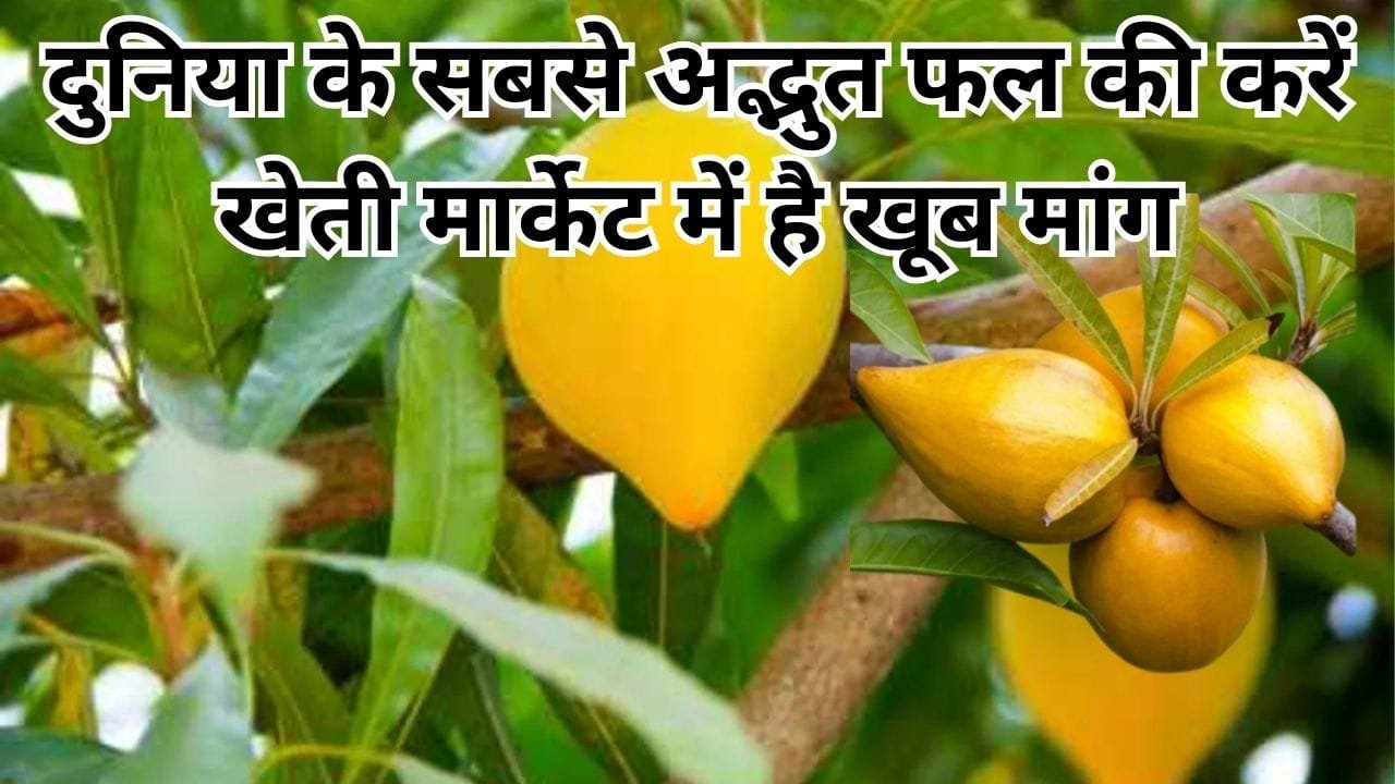 दुनिया के सबसे अद्भुत फल की करें खेती, मार्केट में है खूब मांग एक एकड़ में खेती से हो जाएंगे मालामाल, जाने नाम