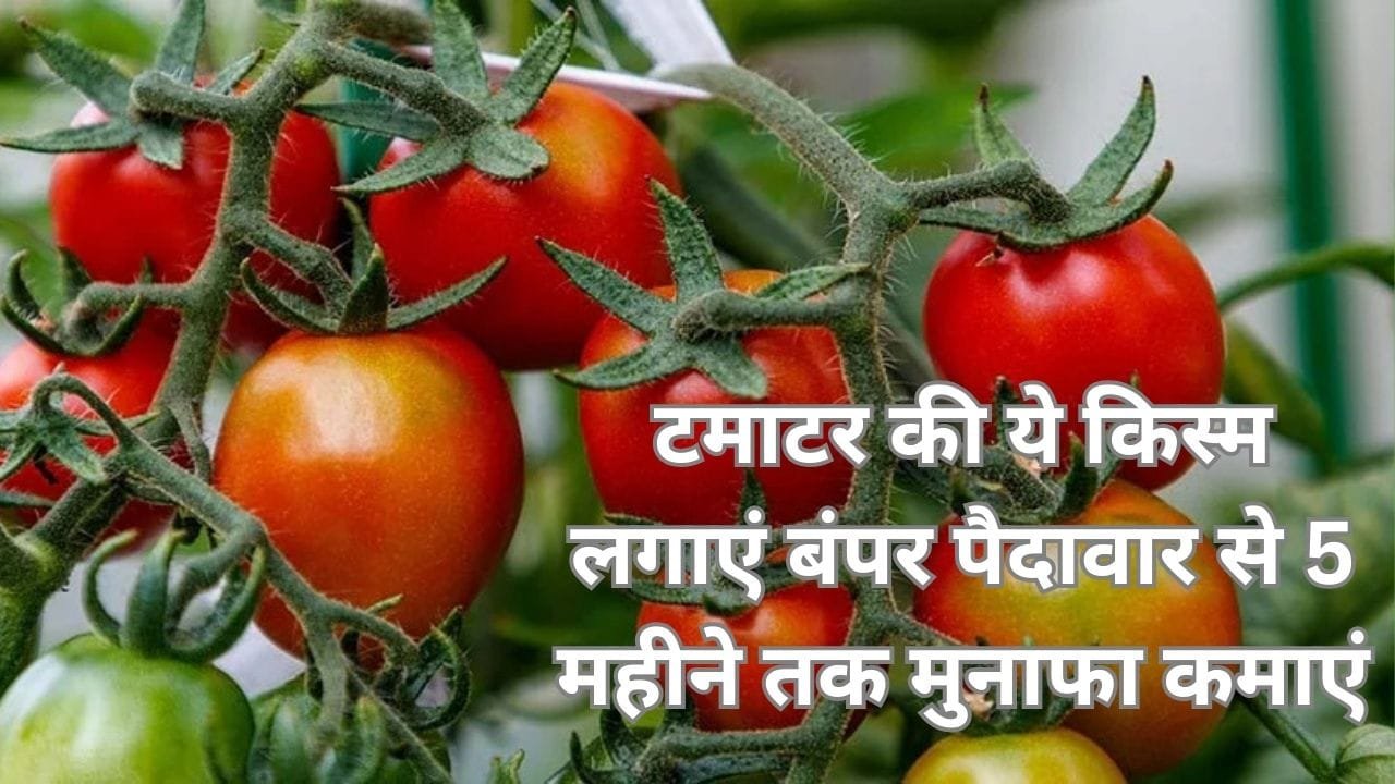 टमाटर की ये किस्म लगाएं, बंपर पैदावार से 5 महीने तक मुनाफा कमाएं टमाटर की ये किस्म किसानों को बना देगी लखपति, जाने नाम