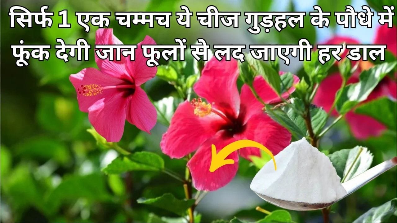 Gardening tips: सिर्फ 1 एक चम्मच ये चीज गुड़हल के पौधे में फूंक देगी जान, ऐसे करें इस्तेमाल फूलों से लद जाएगी हर एक डाल